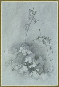 Cymbalaria muralis (